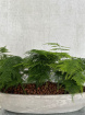 House Plants | Asparagus Fern