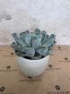 House Plants | Teacher Gifts | Echeveria