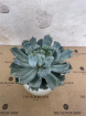 House Plants | Teacher Gifts | Echeveria