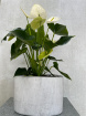 House Plants | Anthurium