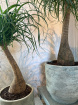 House Plants | Beaucarnea