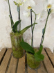 House Plants | Moss Vases with Orchid