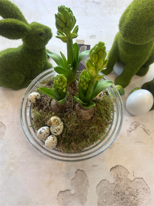 Easter | Planted Hyacinth Dish