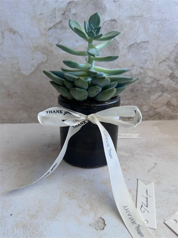 Teacher Gifts | Succulents