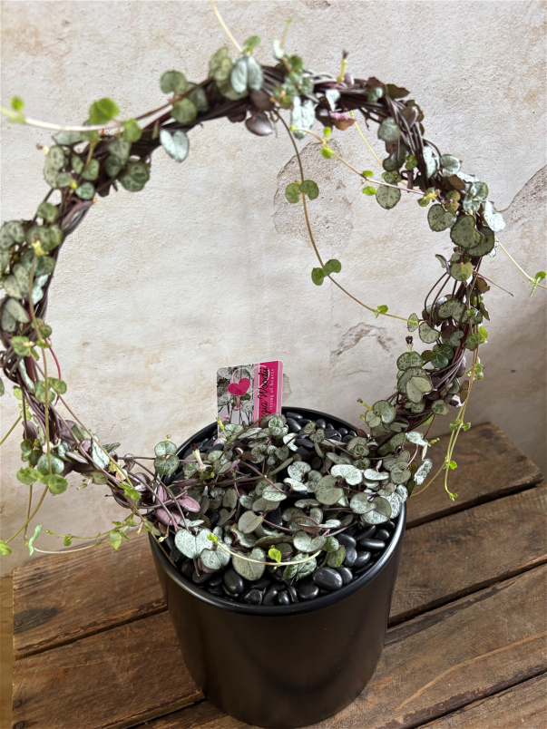 House Plants | String of Hearts