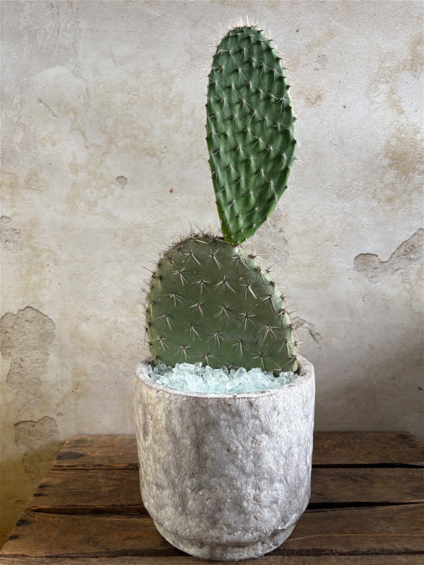 House Plants | Cacti