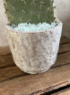 House Plants | Cacti