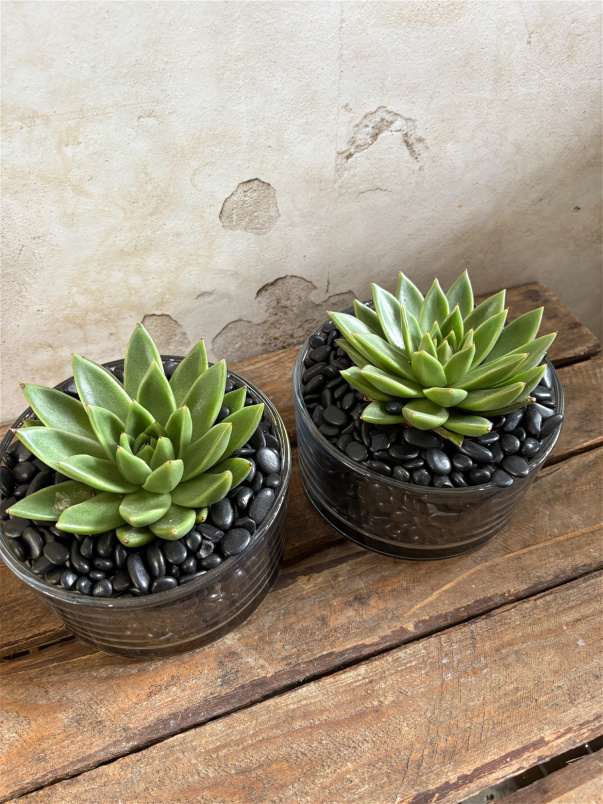 House Plants | Echeveria