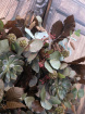 The Autumn Pantry | Autumn Bramble