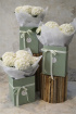 Fresh Flowers  | Hydrangea Gift Box