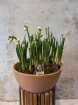 Mother's Day | Spring Flowers | Narcissi Bridal Crown Planted Bowl