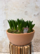 Mother's Day | Spring Flowers | White Hyacinth Planted Bowl