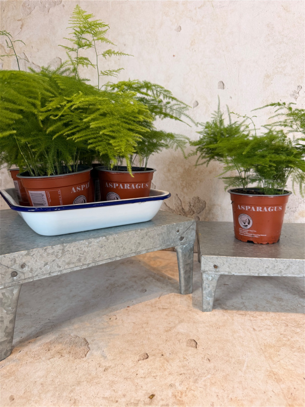 House Plants | Asparagus Fern