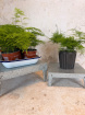 House Plants | Asparagus Fern