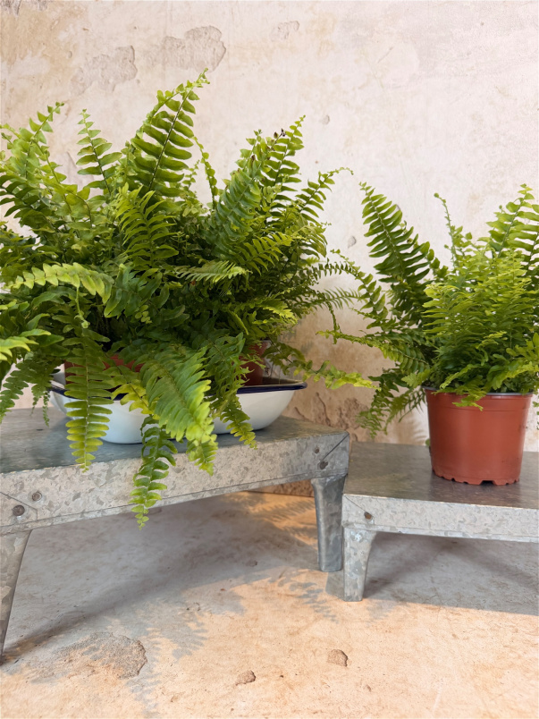 House Plants | Boston Fern
