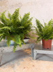 House Plants | Boston Fern