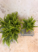 House Plants | Boston Fern