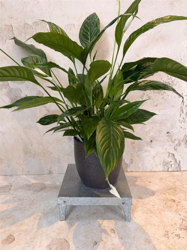 House Plants | Peace Lily