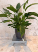 House Plants | Peace Lily