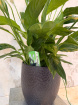 House Plants | Peace Lily