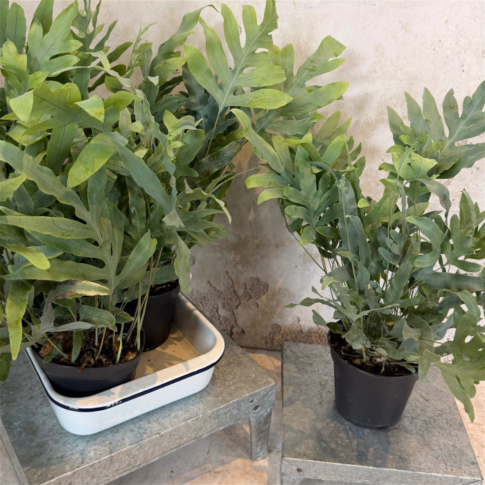 House Plants | Blue Star Fern