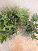 House Plants | Blue Star Fern