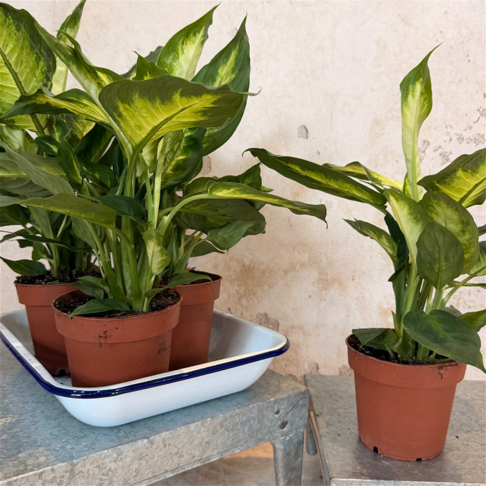 House Plants | Dieffenbachia Camille
