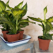 House Plants | Dieffenbachia Camille