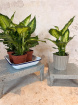 House Plants | Dieffenbachia Camille