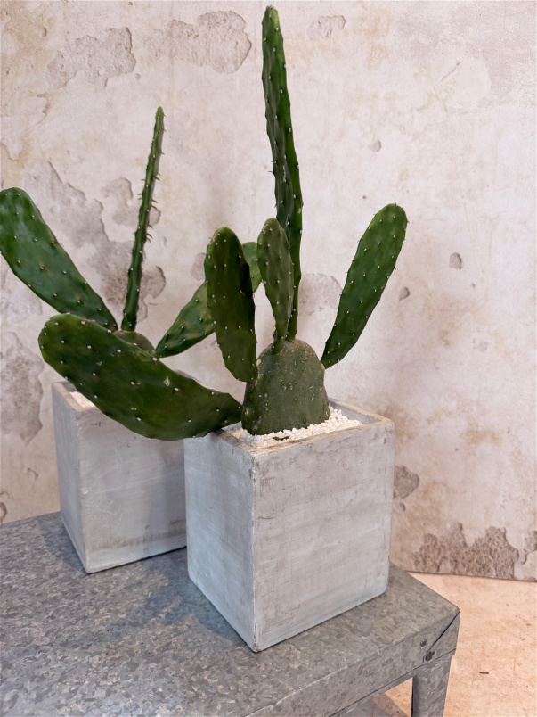 House Plants | Cactus