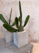 House Plants | Cactus
