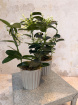 House Plants | Stephanotis