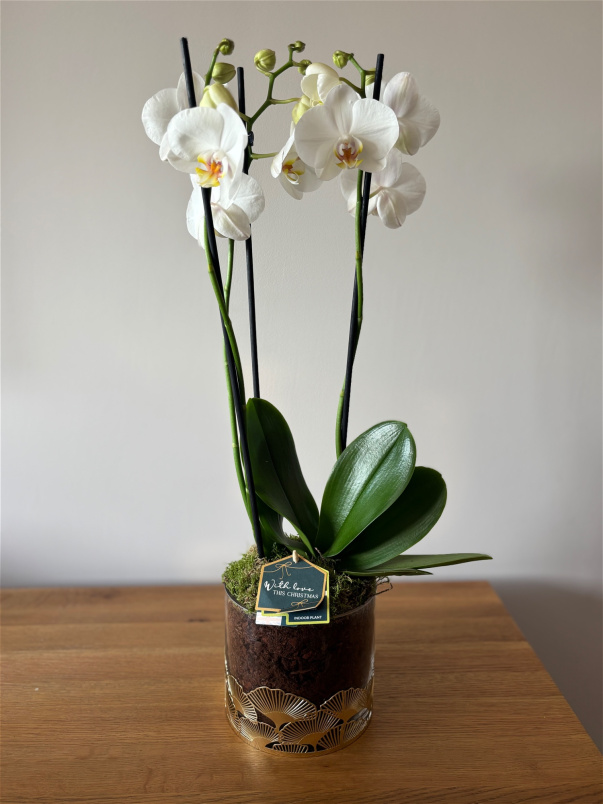 Festive florals | Phalaenopsis in festive glass