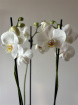 Festive florals | Phalaenopsis in festive glass