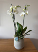Festive florals | Phalaenopsis triple stem artisan Christmas planter
