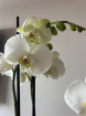 Festive florals | Phalaenopsis triple stem artisan Christmas planter