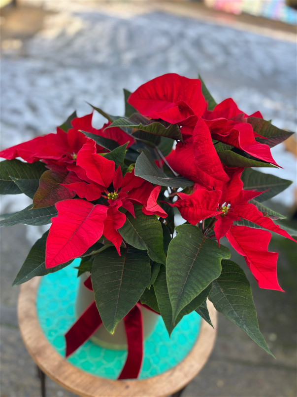 Festive florals | Poinsettia in Christmas ceramic