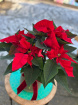 Festive florals | Poinsettia in Christmas ceramic