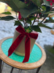 Festive florals | Poinsettia in Christmas ceramic
