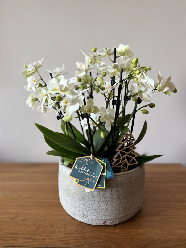 Festive florals | Phalaenopsis tri in artisan pot