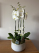 Festive florals | Luxe Phalaenopsis trio in artisan pot