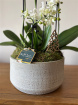Festive florals | Luxe Phalaenopsis trio in artisan pot