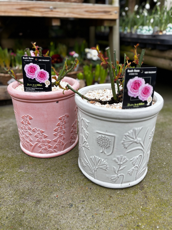 Mothers Day | ‘Mum in a million’ hybrid tea bush rose in pot