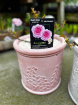 Mothers Day | ‘Mum in a million’ hybrid tea bush rose in pot