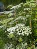 Violet Hill Flower Company | Oswestry | About