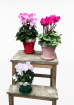 Christmas Collection | Gifts | Christmas plant pots
