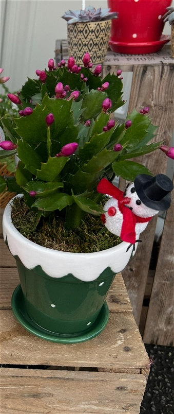 Christmas Collection | Christmas Cactus