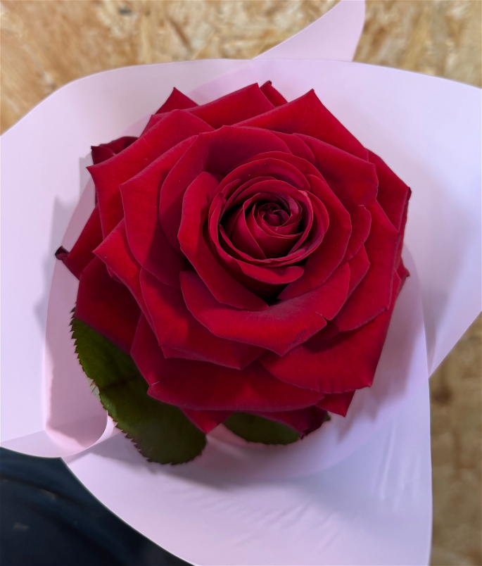 Valentine Collection | Single reflexed premium Red Rose