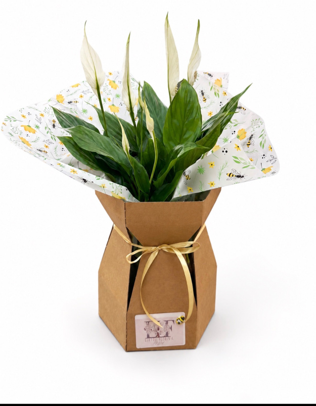 Gifts | Houseplants | Peace Lilly