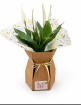 Gifts | Houseplants | Peace Lilly